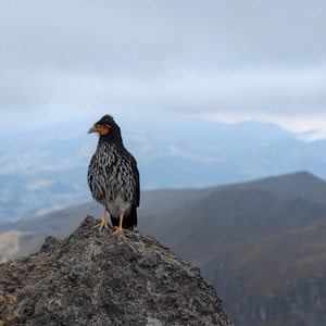 Caracaras del Rucu